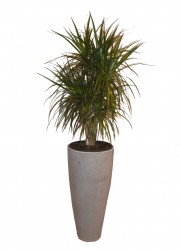 Dracaena marginata