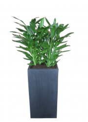 Dracaena glauca