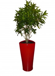 Dracaena reflexa "Song of jamaica"
