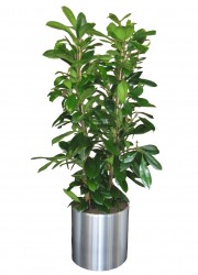 Ficus cyathistipula