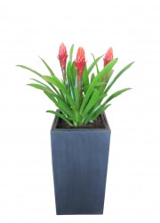Guzmania torch