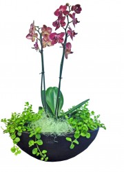 Phalaenopsis arrangemang