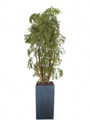 Polyscias ming