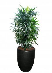 Rhapis excelsa