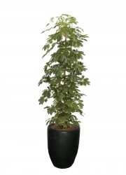 Scefflera arboricola