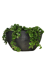 Hoya carnosa compacta